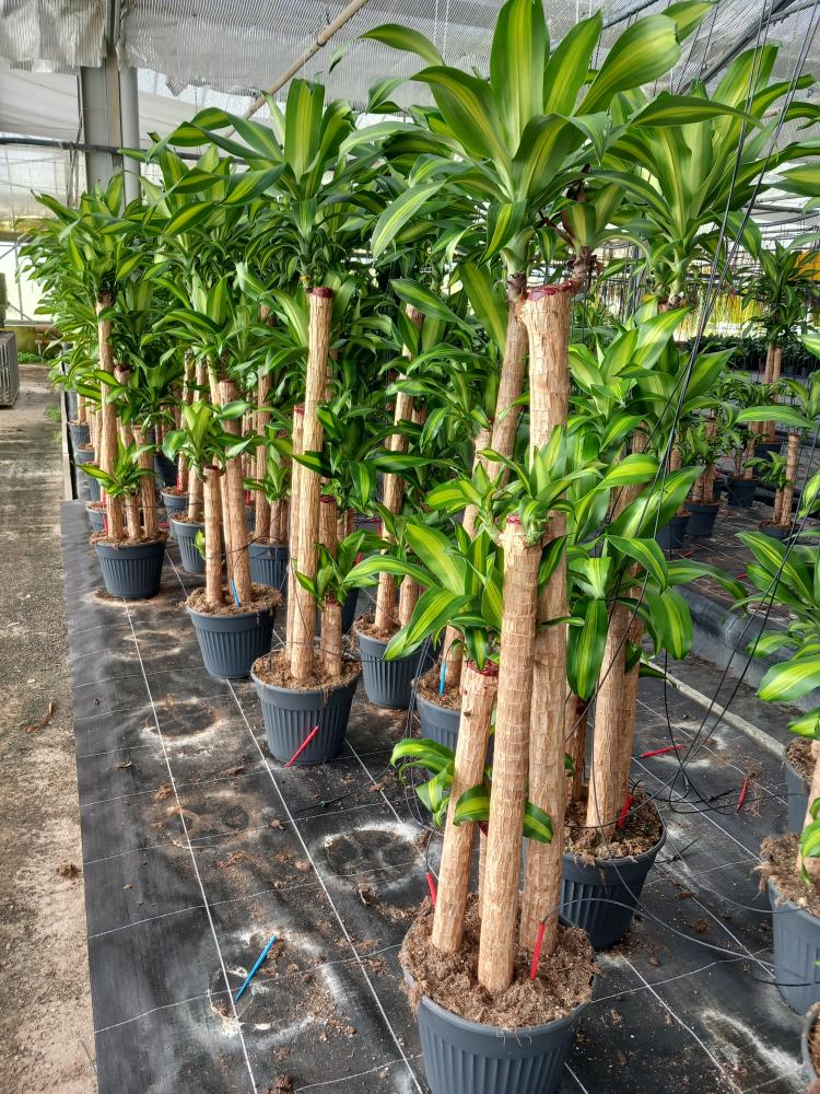 DRACAENA MESS. H120/90/60/30