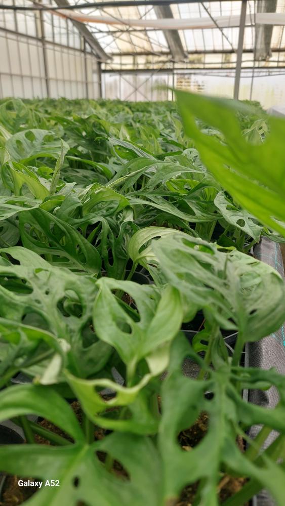 MONSTERA ADANSONII CP17