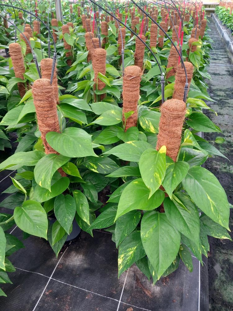 SCINDAPSUS AUREUS H60 VP17