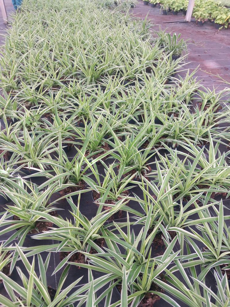 CHLOROPHYTUM VAR. CP17