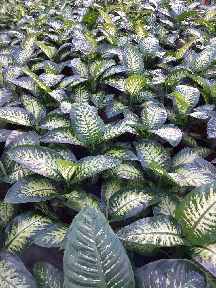 DIEFF. TROPIC SNOW 1P VP17