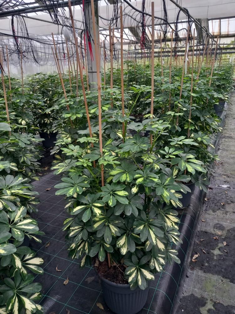 SCHEFFLERA GOLD CAPELLA VP35