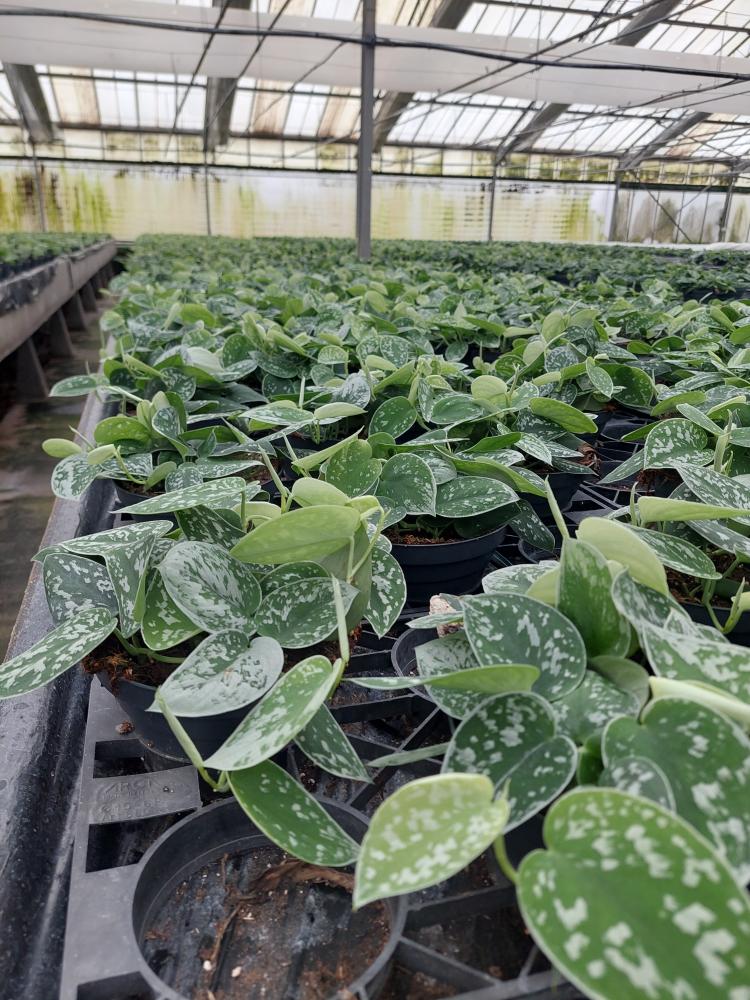 SCINDAPSUS PICTUM S. ANN CP17