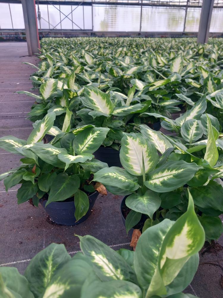 DIEFF. CAMILLA 3P CP17