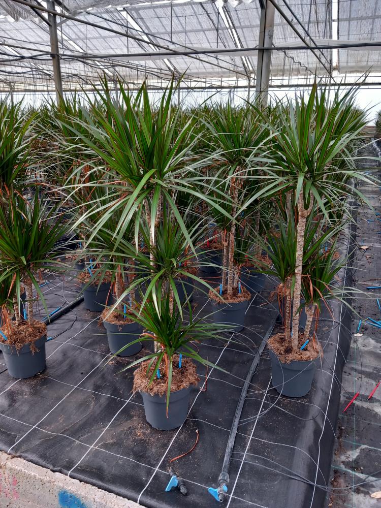 DRACAENA MARG. H60/30/10 VP21