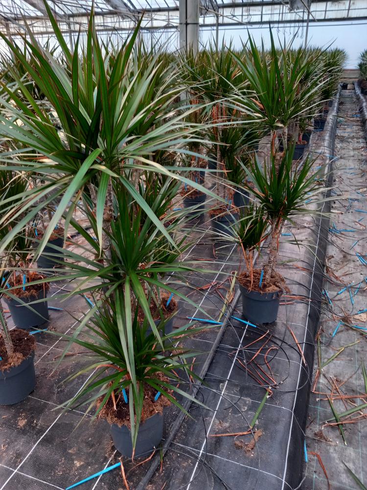 DRACAENA MARG. H60/30/10 VP21