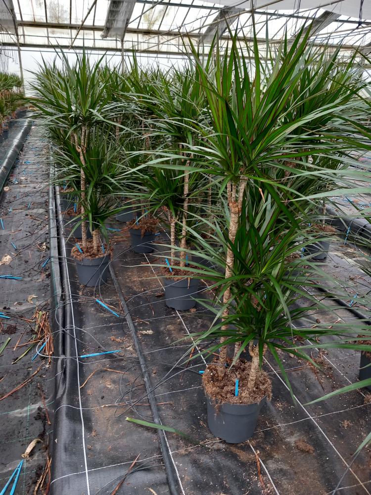 DRACAENA MARG. H60/30/10 VP21