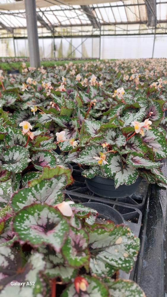 BEGONIA BELEAF CP17