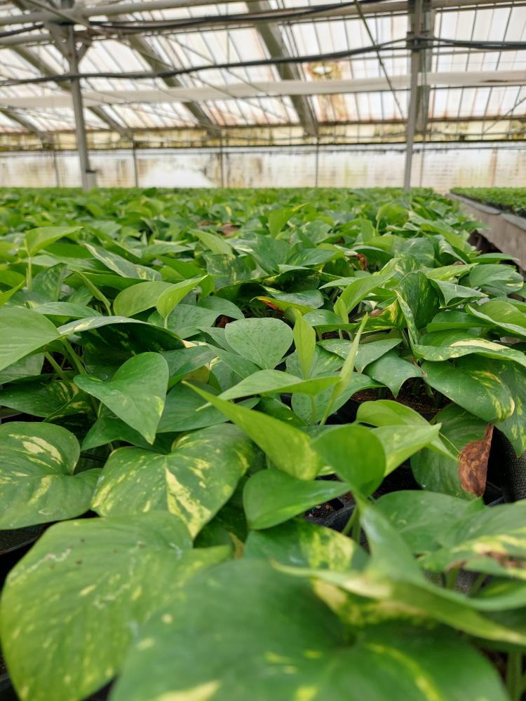 SCINDAPSUS AUREUS CP17