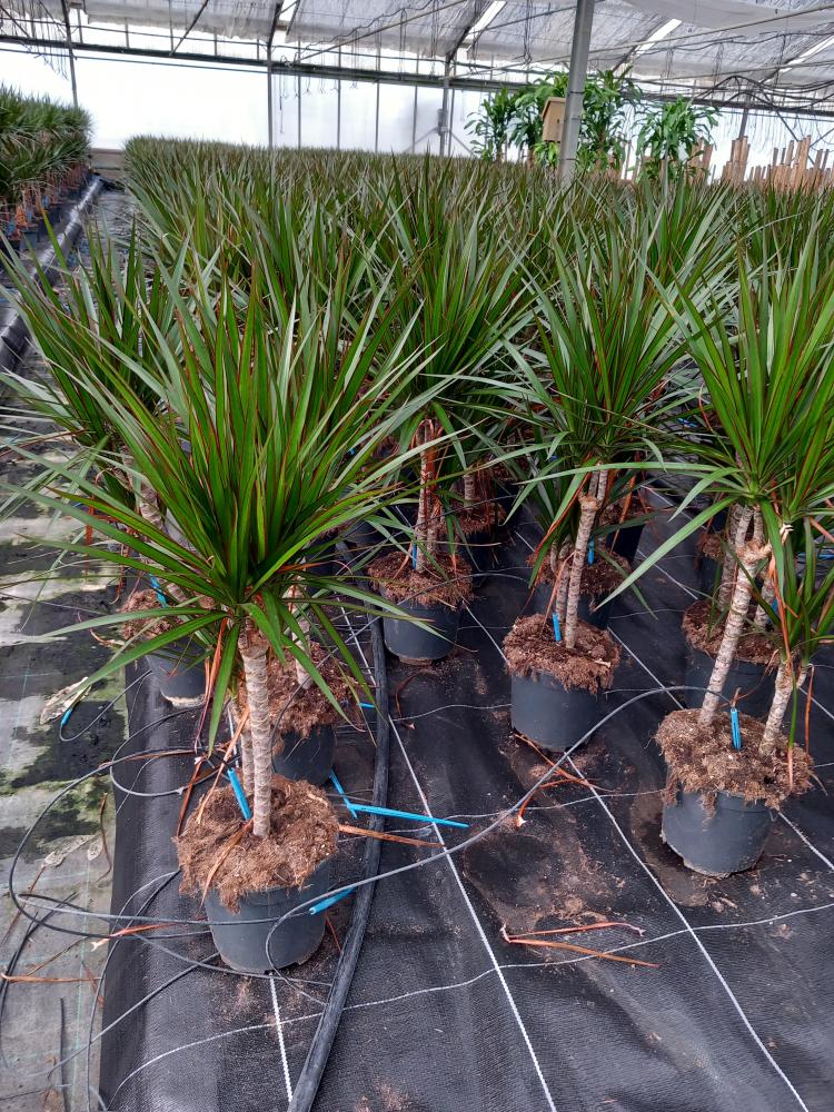 DRACAENA MARG. H30/15 VP17