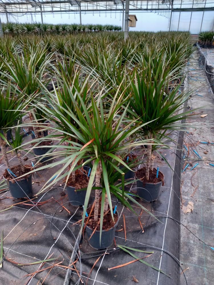 DRACAENA MARG. H30/15 VP17