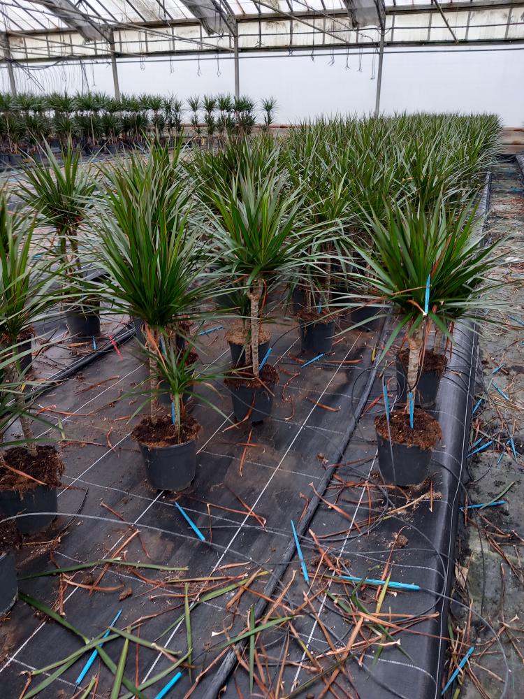 DRACAENA MARG. H30/15 VP17