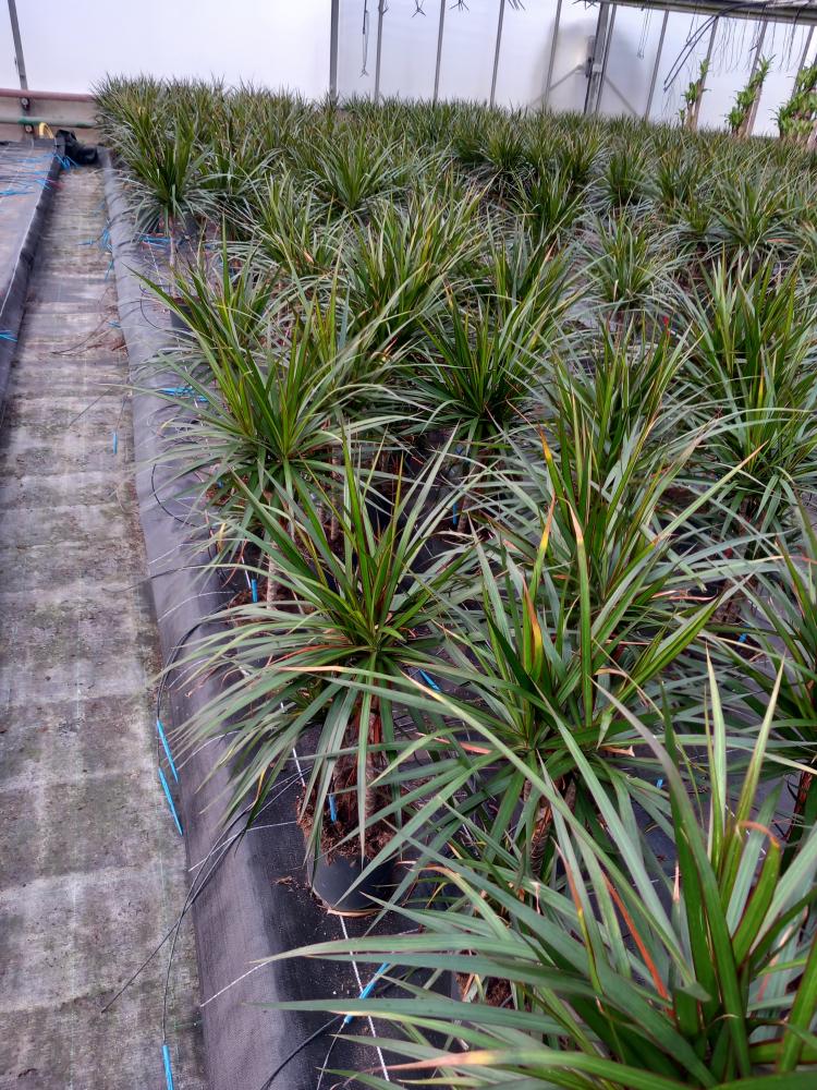 DRACAENA MARG. H30/15 VP17