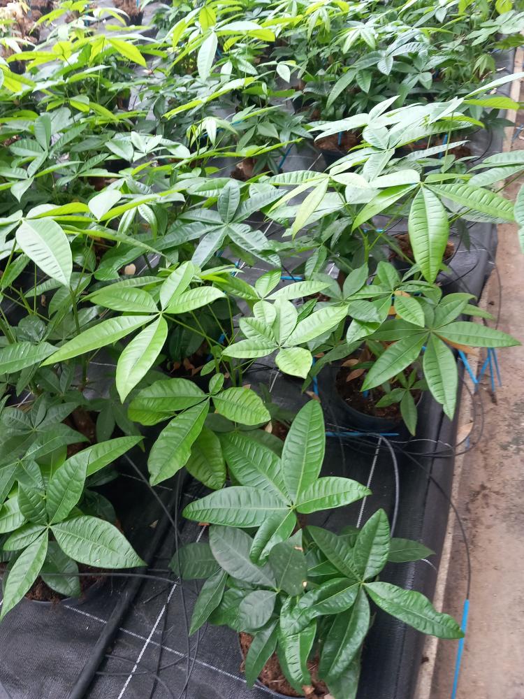 PACHIRA BONSAI 3PP CP17