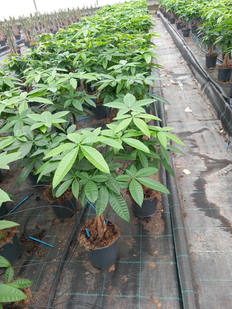 PACHIRA AQUATICA VP17