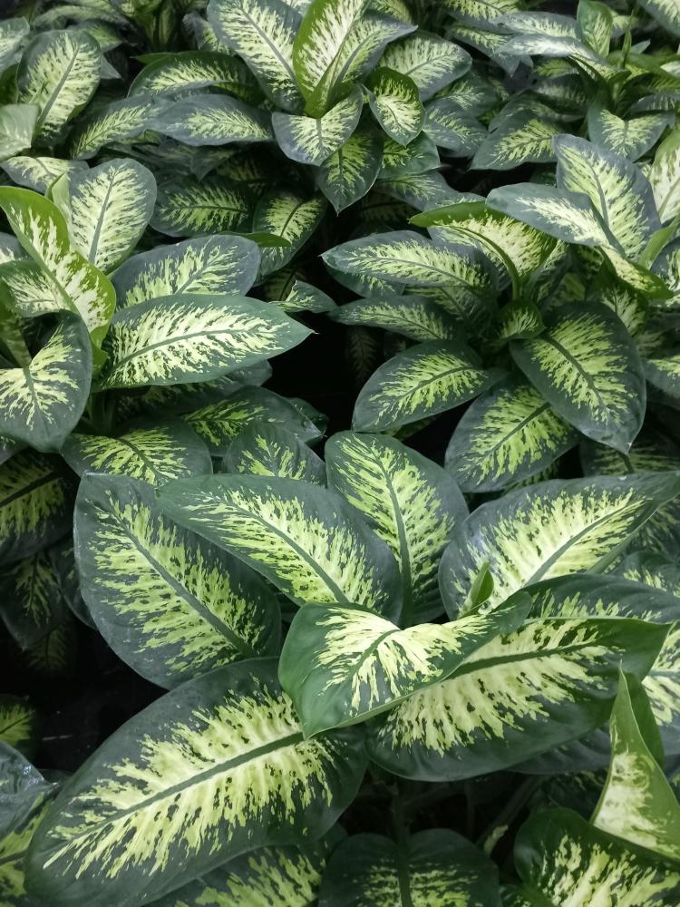 DIEFF. TROPIC YELLOW VP35