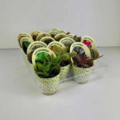 CACTUS/SUCCULENT COVER6,5