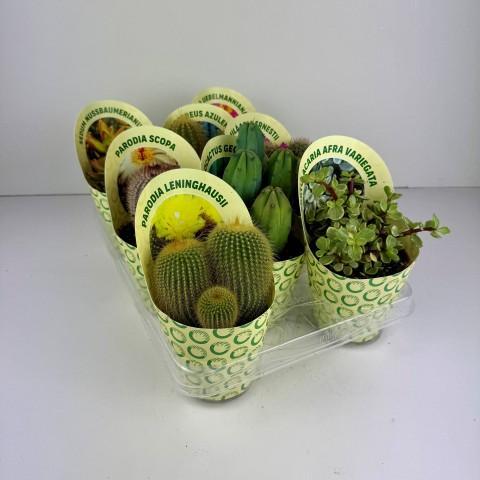 CACTUS/SUCCULENT COVER10