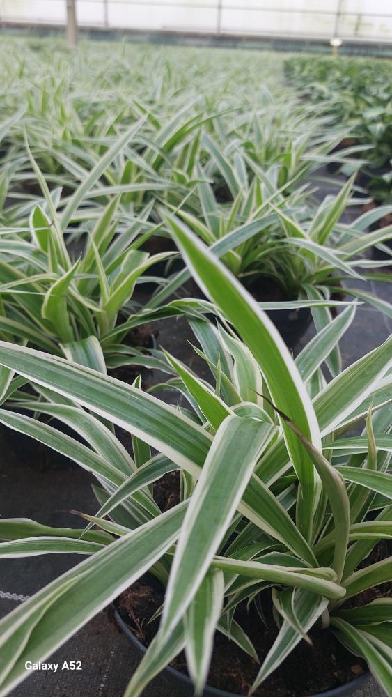 CHLOROPHYTUM VAR. CP17