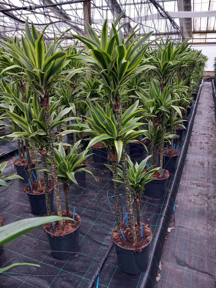 DRACAENA LEMON H90/60/30 VP24