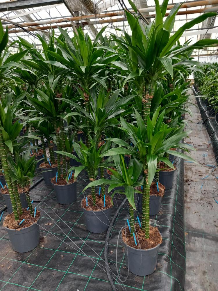 DRACAENA GREEN H90/60/30 VP24
