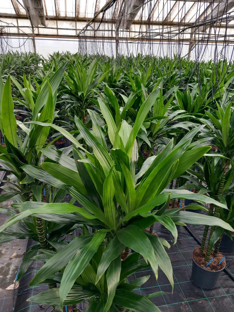 DRACAENA GREEN H90/60/30 VP24