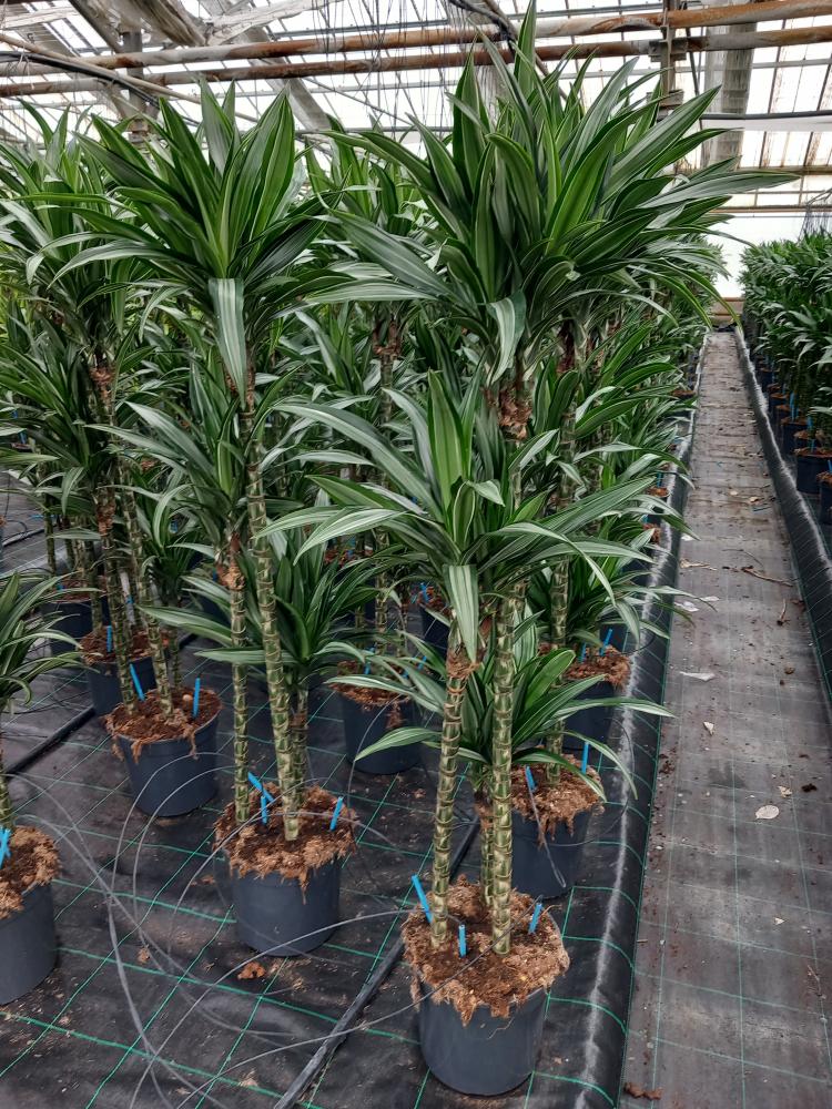 DRACAENA ULISES H90/60/30 VP24