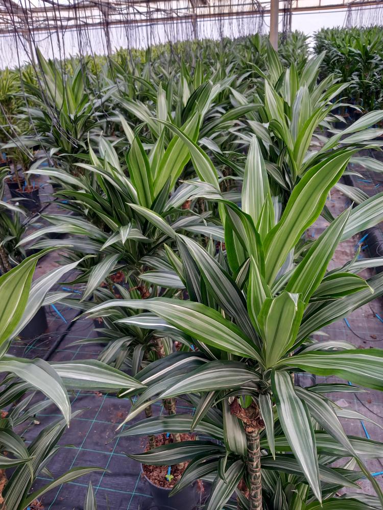 DRACAENA ULISES H90/60/30 VP24