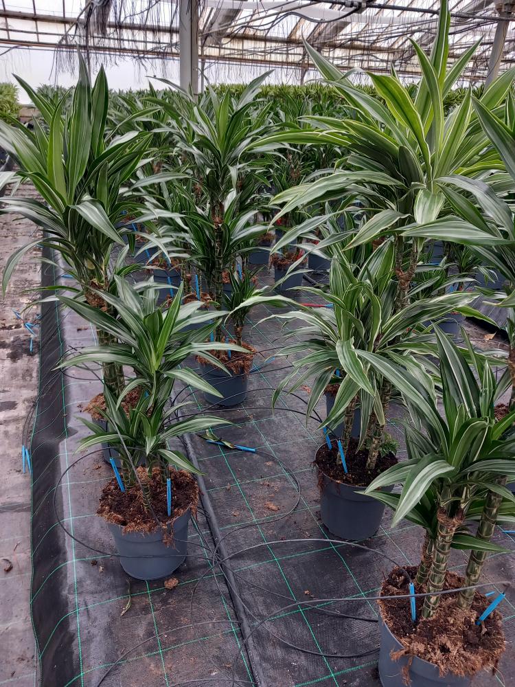 DRACAENA ULISES H60/30/15 VP21