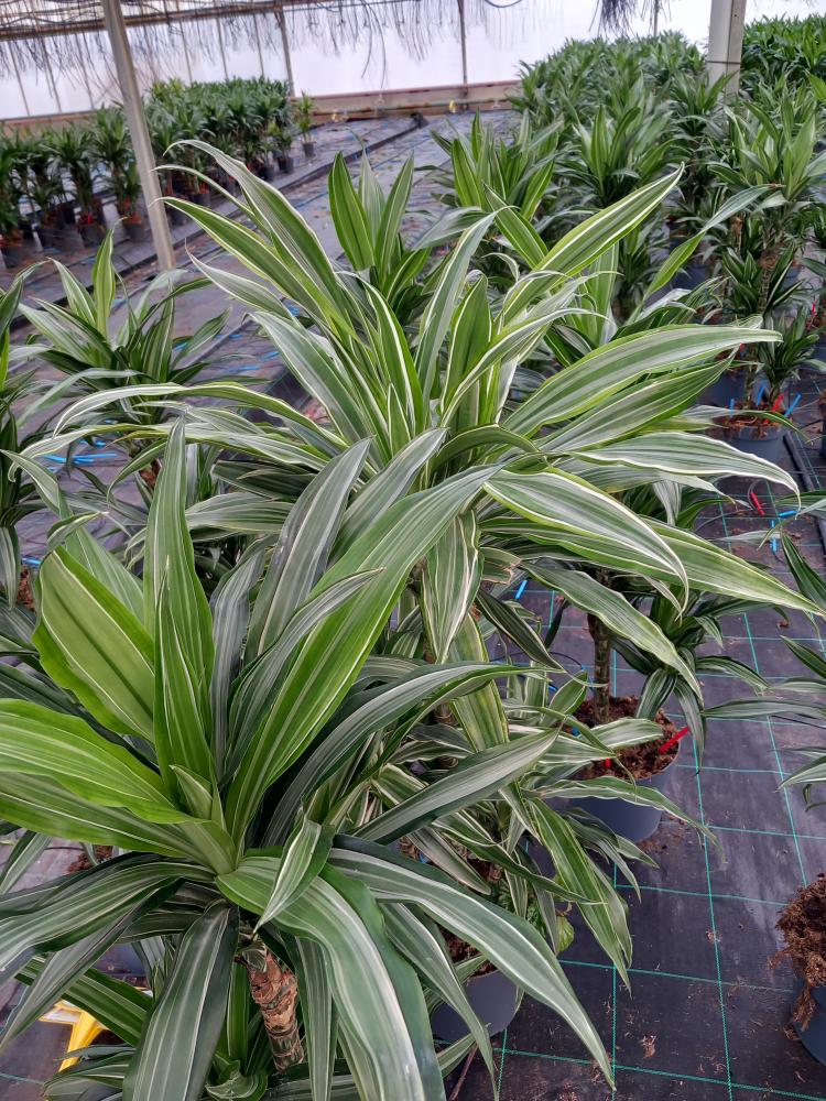 DRACAENA ULISES H60/30/15 VP21