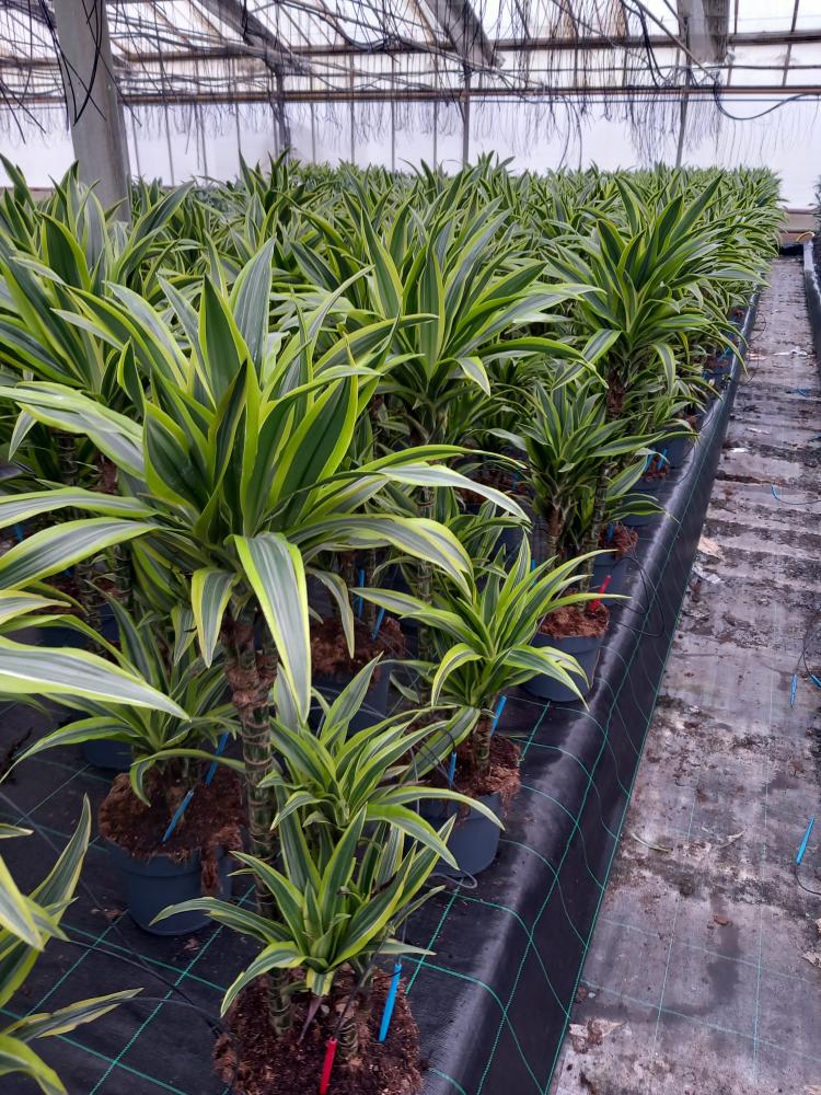 DRACAENA LEMON H60/30/15 VP21