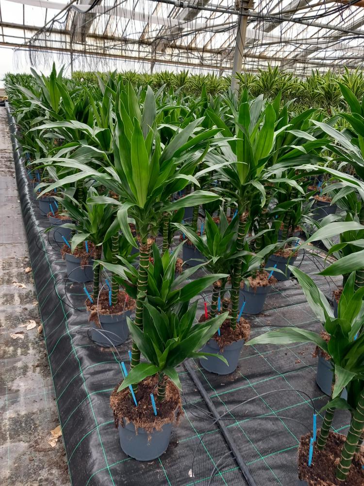 DRACAENA GREEN H60/30/15 VP21