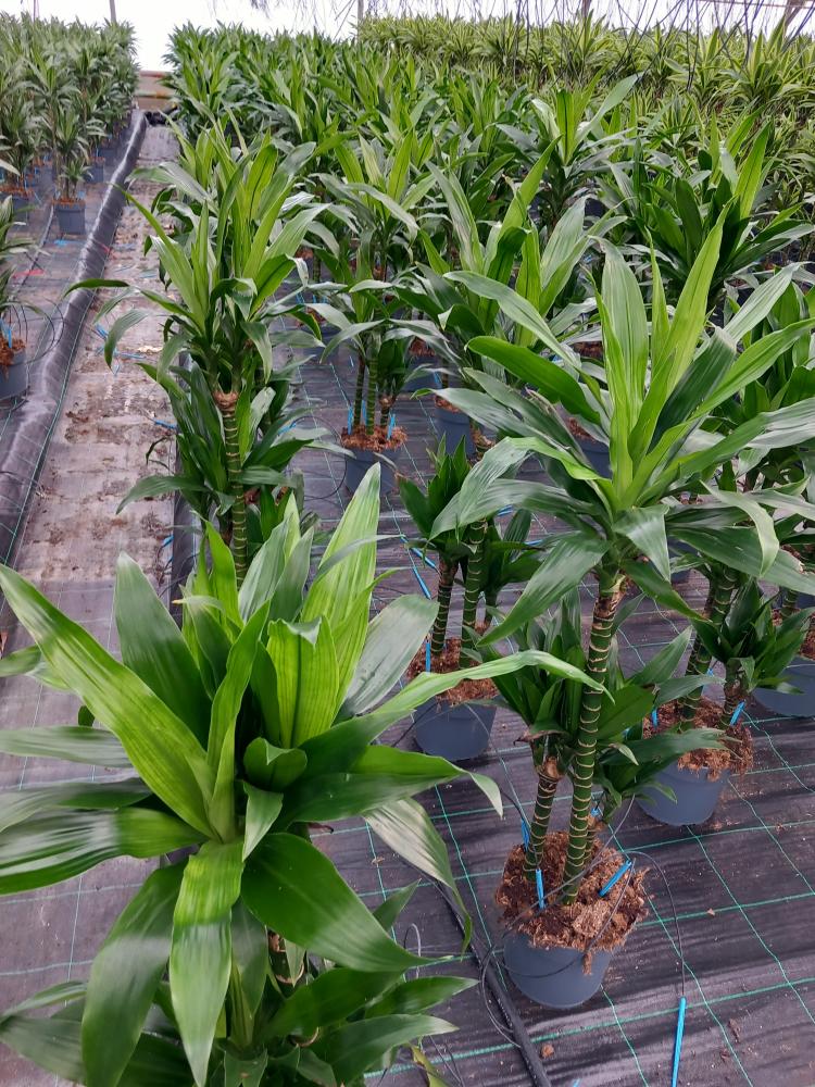 DRACAENA GREEN H60/30/15 VP21