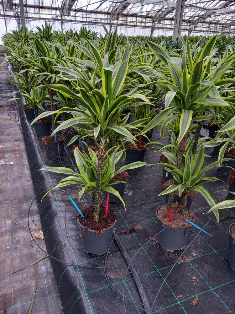 DRACAENA LEMON H45/15 VP17