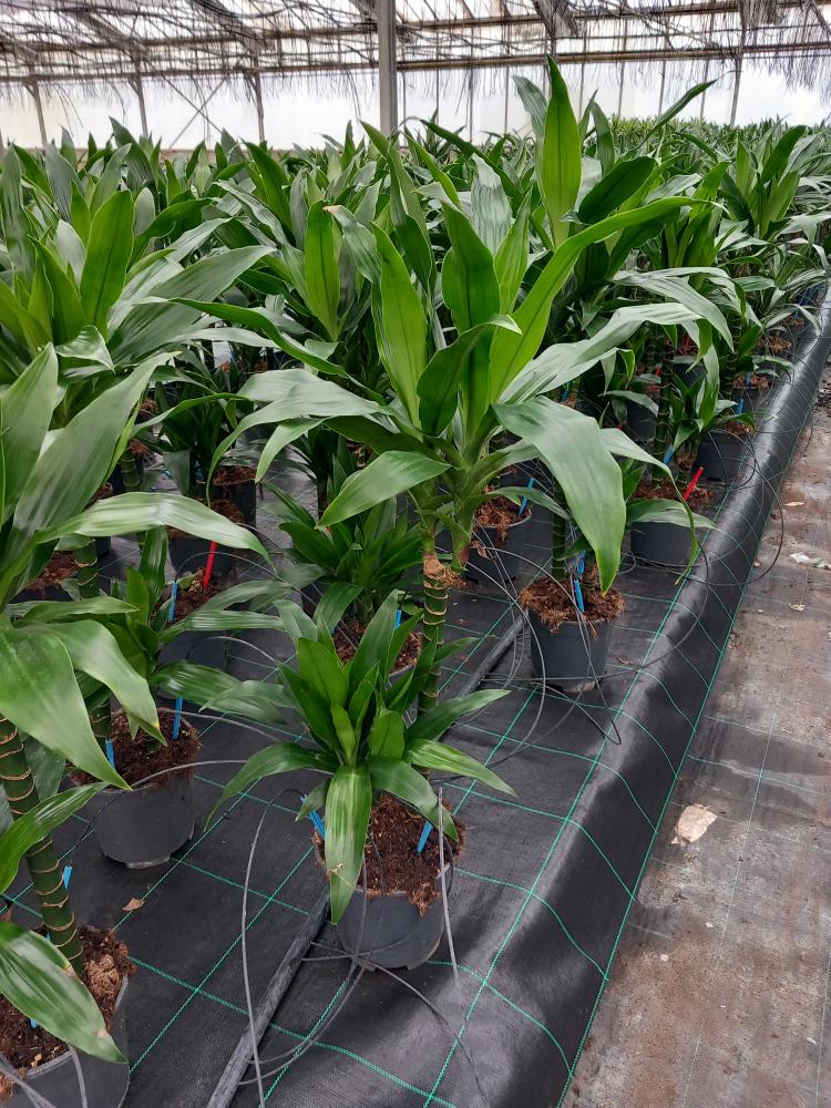 DRACAENA GREEN H45/15 VP17