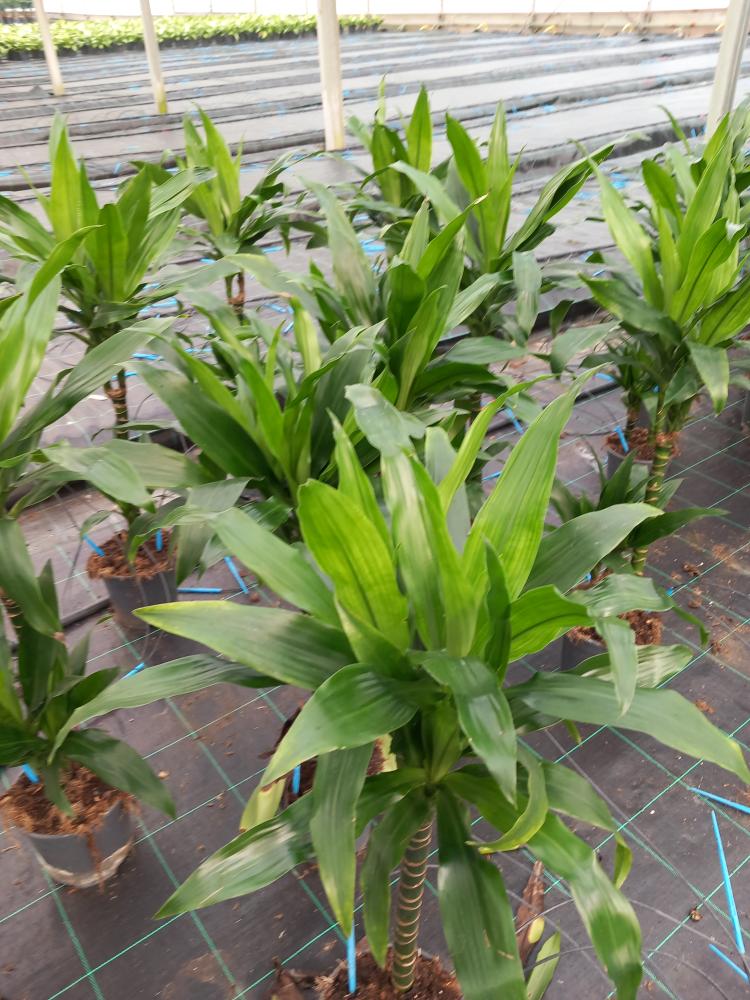 DRACAENA GREEN H45/15 VP17