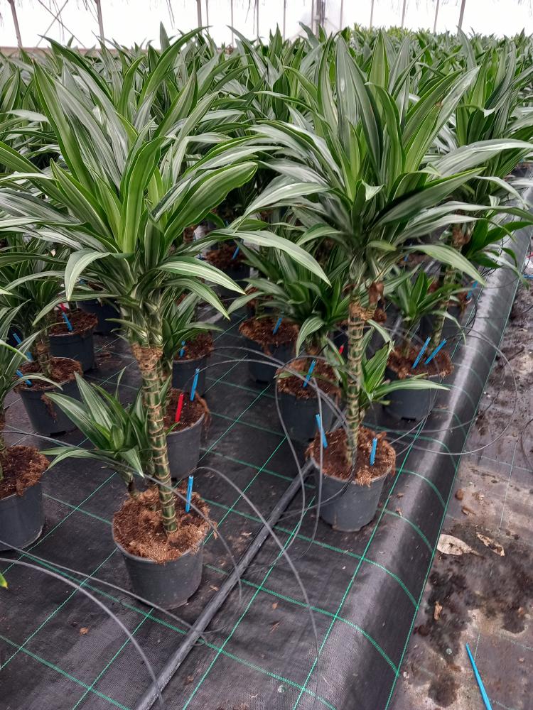 DRACAENA ULISES H45/15 VP17
