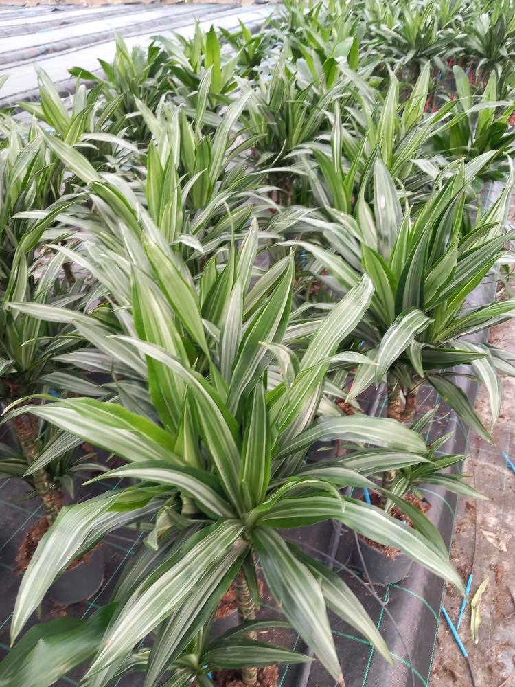 DRACAENA ULISES H45/15 VP17
