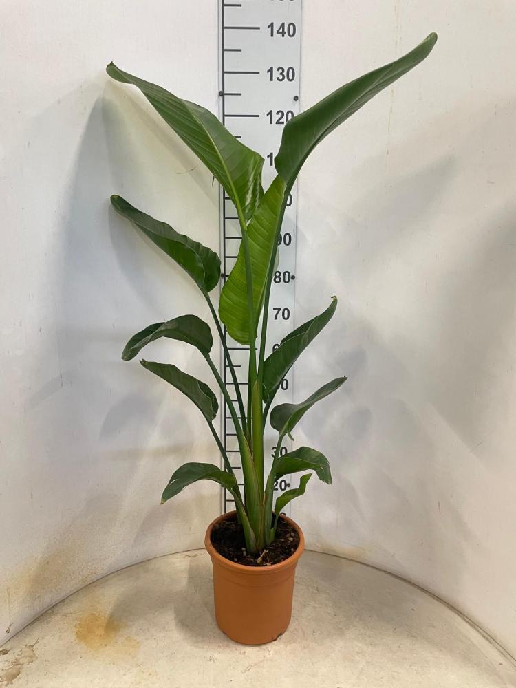 STRELITZIA AUGUSTEA VP22