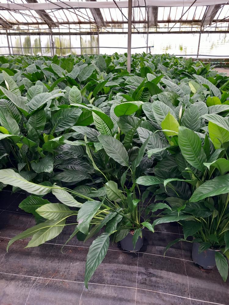 SPATHIPHYLLUM MARTINA VP17