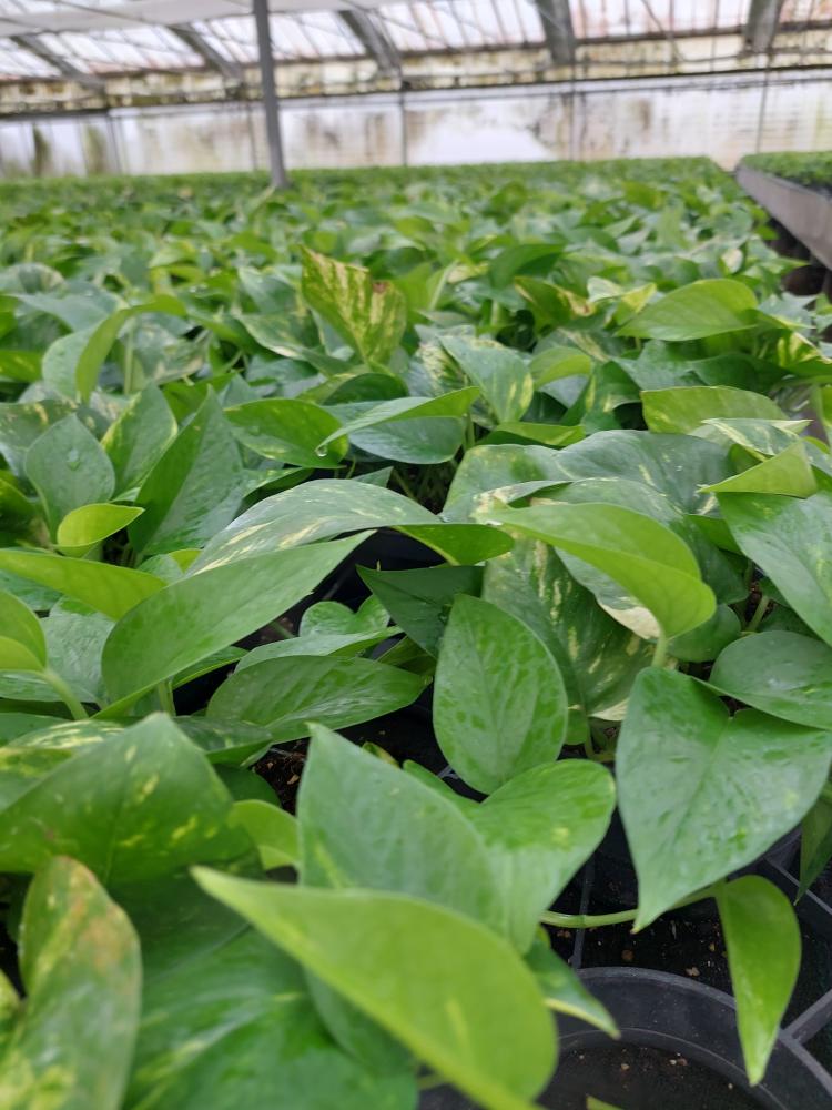 SCINDAPSUS AUREUS CP17