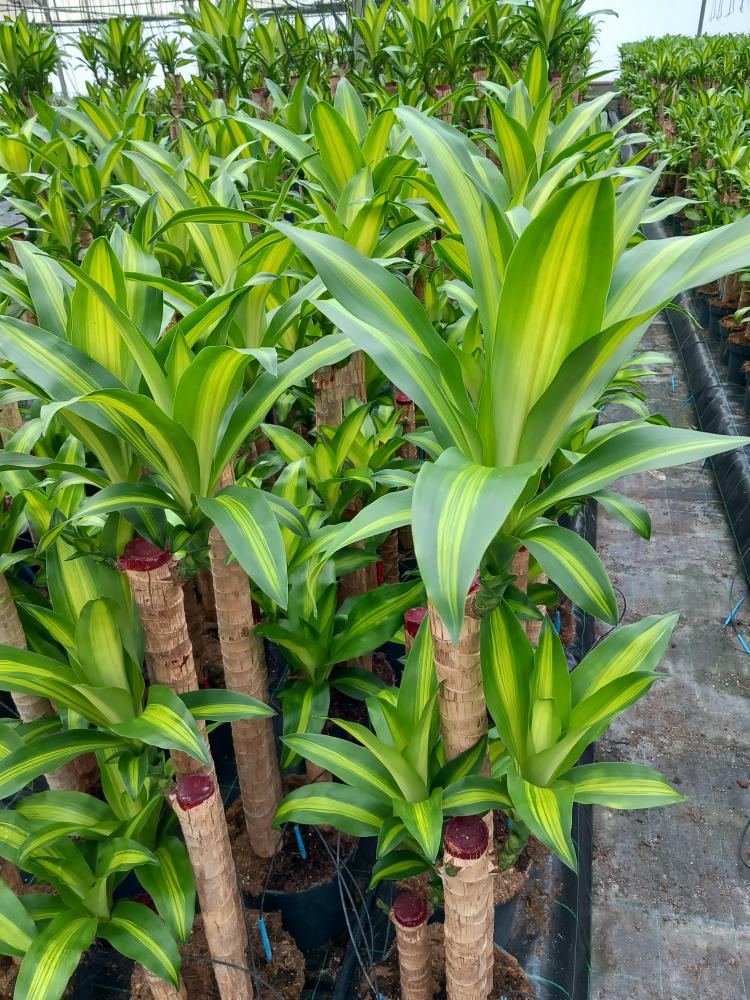 DRACAENA MESS. H90/60/30 VP24