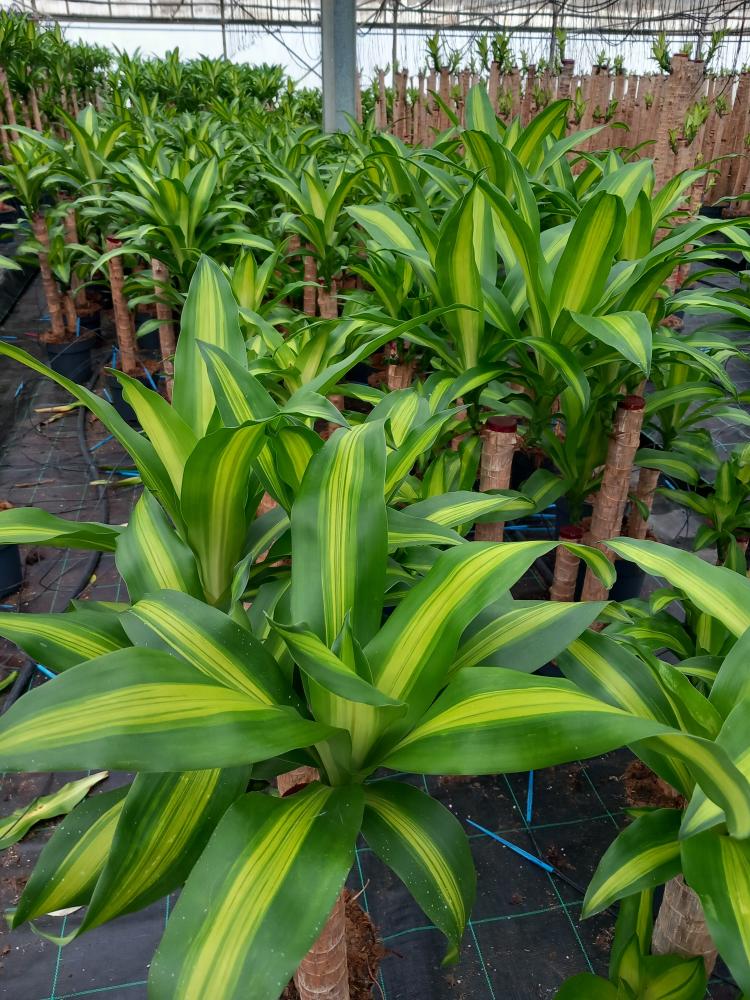 DRACAENA MESS. H60/30 VP21