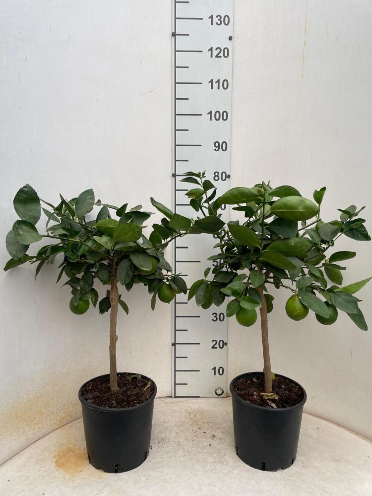 LIMONE ALBERELLO VP20