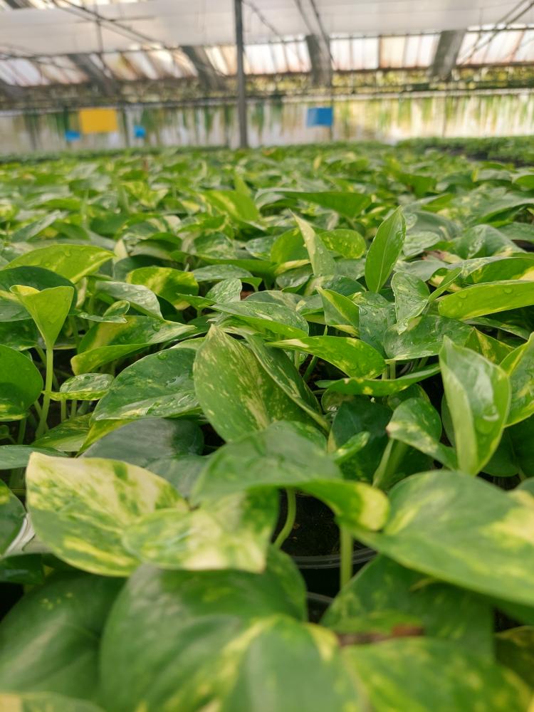 SCINDAPSUS AUREUS VP12