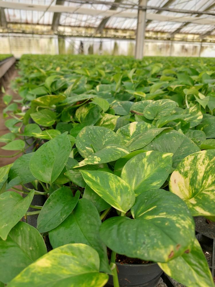 SCINDAPSUS AUREUS CP17