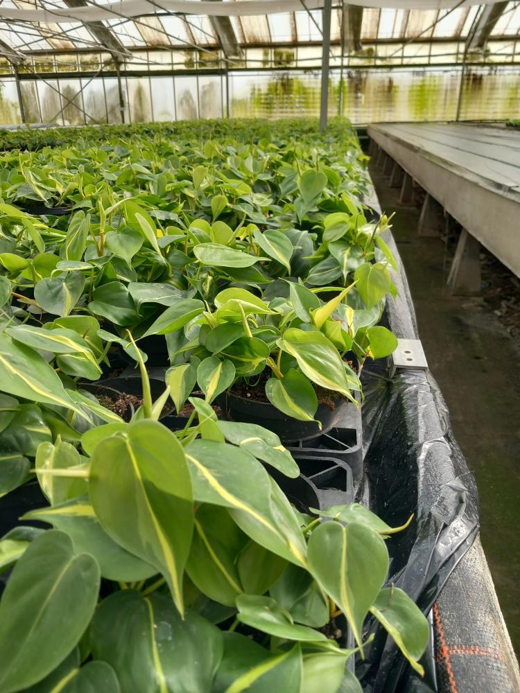 PHILODENDRON BRASIL CP17