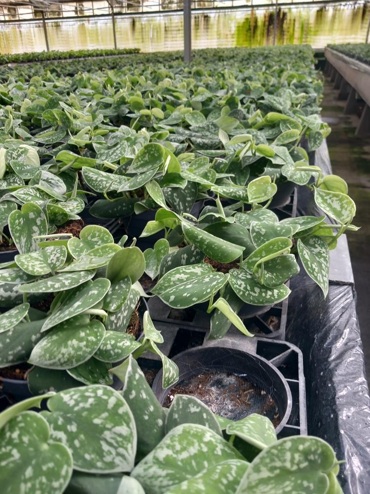 SCINDAPSUS PICTUM S. ANN CP17