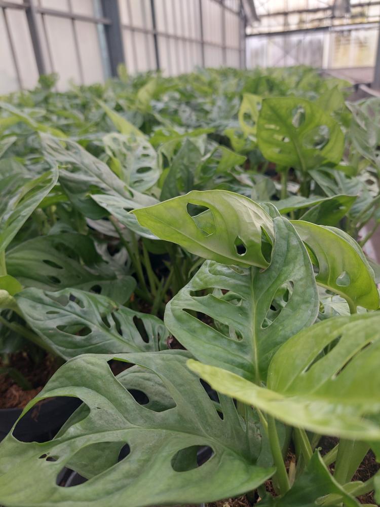 MONSTERA ADANSONII CP17