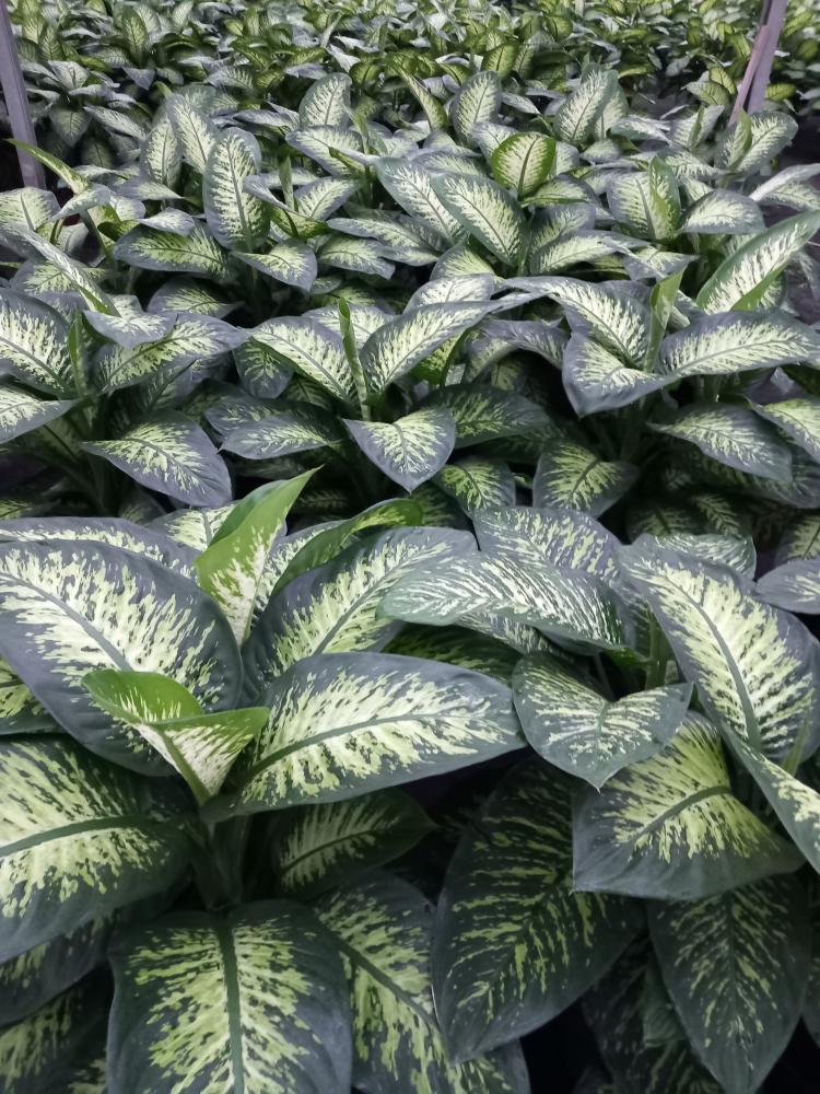 DIEFF. TROPIC SNOW VP35